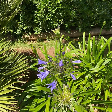 Serenity Garden - Scandinavian Style