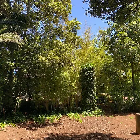 Serenity Garden - Scandinavian Style Adelantado